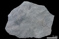 藏品(頁岩)的圖片