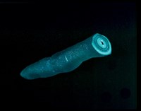 藏品(孔雀石)的圖片