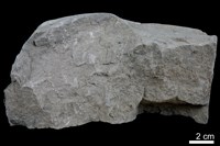 藏品(頁岩)的圖片