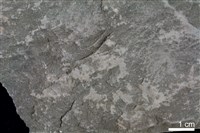 藏品(頁岩)的圖片