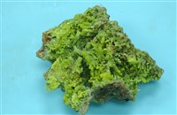 藏品(磷氯鉛礦)的圖片