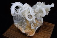 藏品(透石膏)的圖片