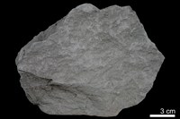 藏品(泥岩)的圖片