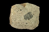 藏品(角閃石安山岩)的圖片