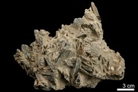 藏品(石膏)的圖片