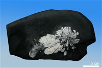 藏品(菱鍶礦)的圖片