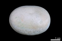 藏品(洞穴珍珠)的圖片