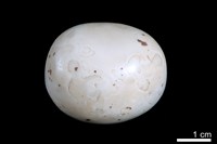 藏品(洞穴珍珠)的圖片