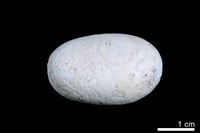 藏品(洞穴珍珠)的圖片