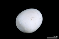 藏品(洞穴珍珠)的圖片