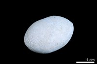 藏品(洞穴珍珠)的圖片