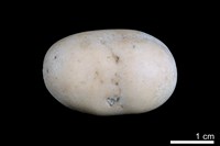 藏品(洞穴珍珠)的圖片