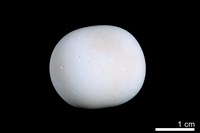 藏品(洞穴珍珠)的圖片