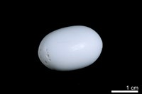 藏品(洞穴珍珠)的圖片