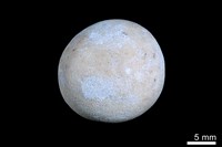 藏品(洞穴珍珠)的圖片