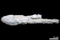 藏品(鐘乳石)的圖片