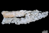 藏品(鐘乳石)的圖片