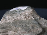 藏品(矽質片岩)的圖片