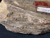 藏品(矽質片岩)的圖片