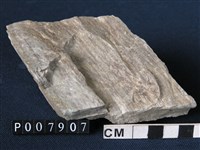 藏品(矽質片岩)的圖片