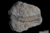 藏品(石英砂岩)的圖片