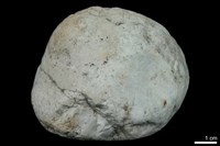 藏品(大理岩)的圖片