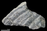 藏品(矽質片岩)的圖片