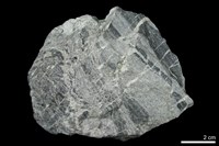 藏品(矽質片岩)的圖片