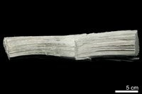 藏品(纖蛇紋石)的圖片