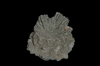 藏品(石膏)的圖片