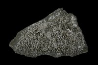 藏品(石膏)的圖片