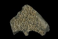 藏品(石膏)的圖片