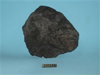 藏品(浮石)的圖片