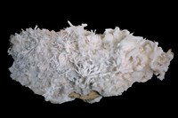 藏品(霰石)的圖片