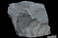 藏品(泥岩)的圖片