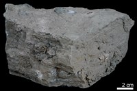 藏品(泥岩)的圖片