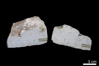 藏品(白堊)的圖片