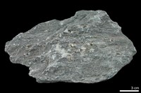 藏品(滑石-磁鐵礦片岩)的圖片