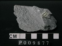 藏品(片岩)的圖片