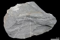 藏品(變質砂岩)的圖片