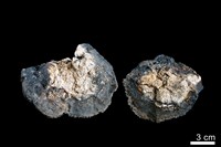 藏品(錳核)的圖片