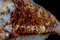 藏品(自然金)的圖片