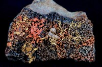 藏品(自然金)的圖片