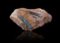 藏品(蛋白石)的圖片