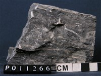 藏品(大理岩)的圖片