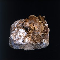 藏品(自然金)的圖片