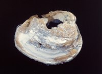 藏品(方解石)的圖片