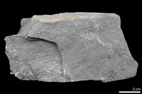 藏品(變質砂岩)的圖片