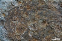 藏品(粉砂岩)的圖片