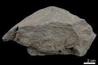 藏品(頁岩)的圖片